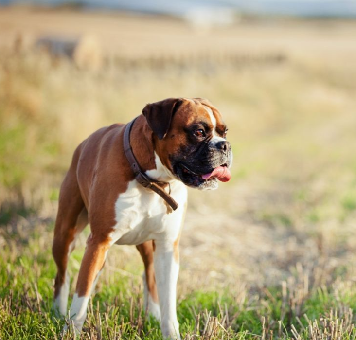 【训狗教程】如何训练拳师犬与其他宠物和谐共处分享