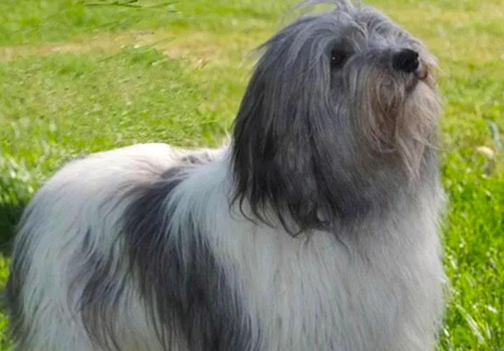 【训狗教程】怎么训练波兰低地牧羊犬看守仓库