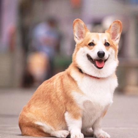 训练卡迪根威尔士柯基犬卧倒不动
