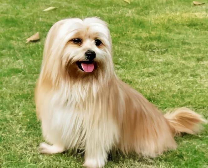 【训狗教程】怎么训练拉萨犬安静乘车分享