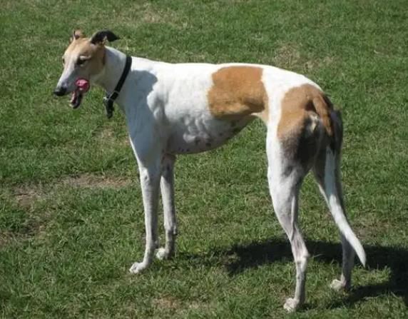 【训狗教程】如何训练猎兔犬追踪野兔踪迹