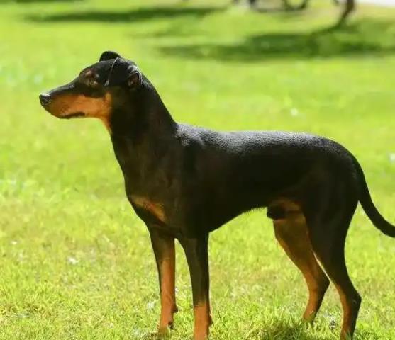 【训狗教程】怎么训练曼彻斯特梗犬不攻击小型动物