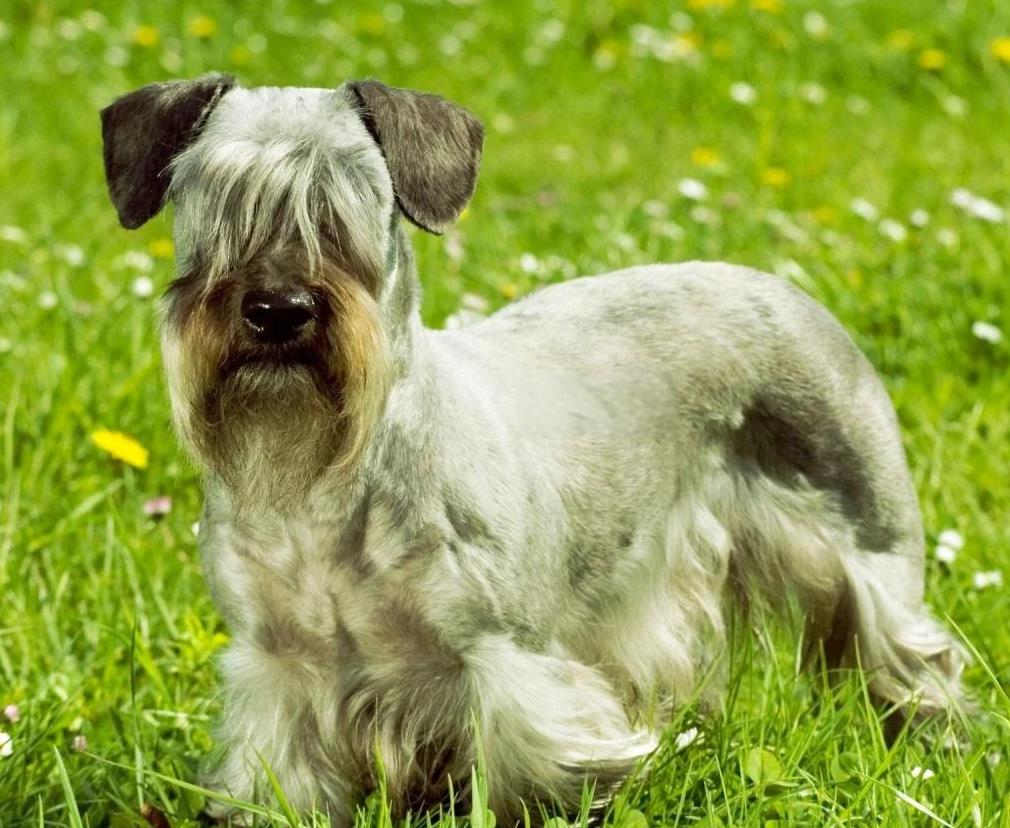 【训狗教程】怎么训练捷克梗犬在草丛中搜索目标