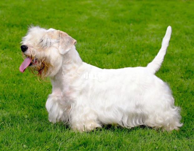 【训狗教程】如何训练西里汉梗犬跳过较高障碍分享