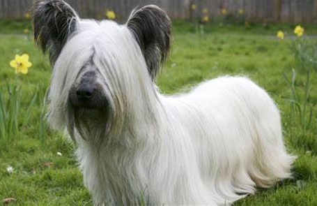 【训狗教程】怎么训练斯开岛梗犬挖掘特定物品
