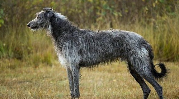 【训狗教程】怎么训练苏格兰猎鹿犬听从哨声指令分享