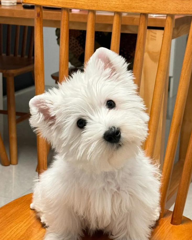 【训狗教程】怎么训练西部高地白梗犬在雪地里行走分享